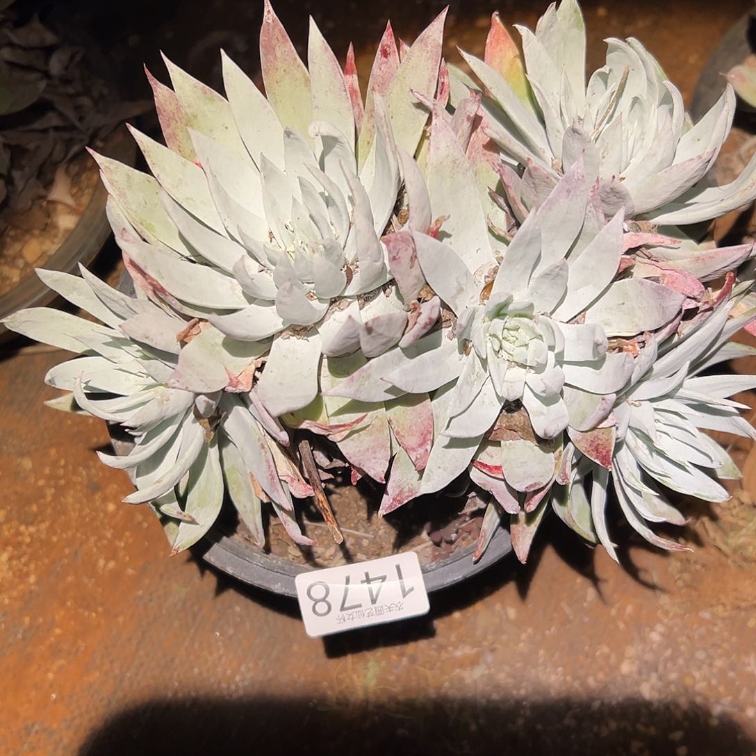 白衣圣徒仙女杯多肉