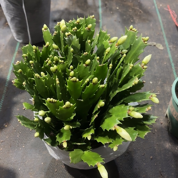 *****当前无花栽培后可以开花