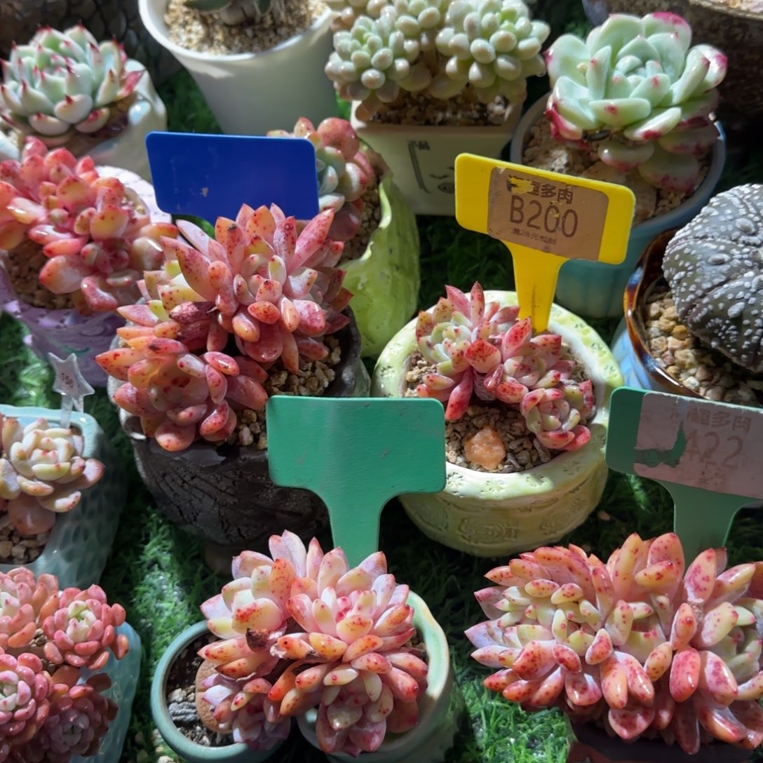 花***花多肉植物性四颗求生