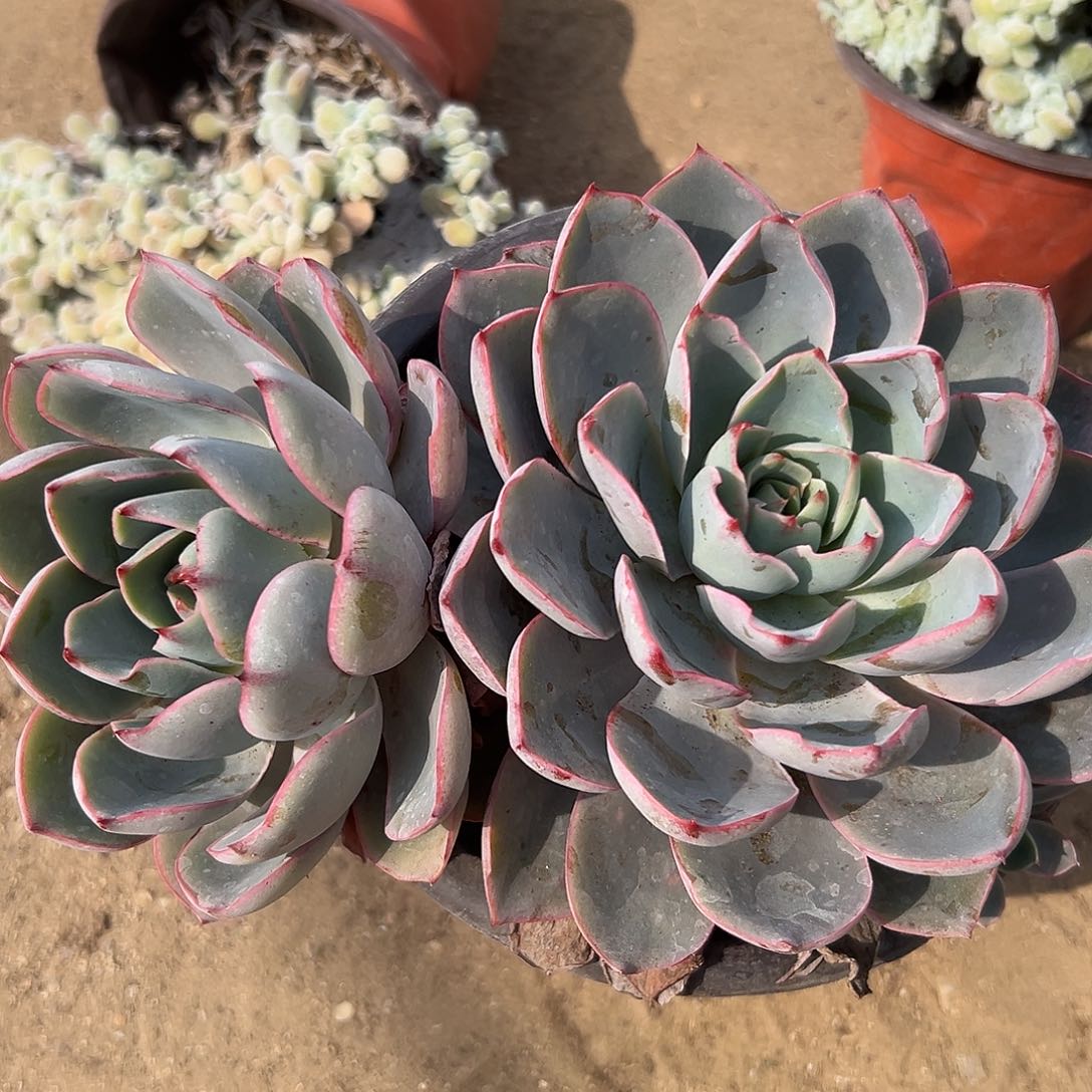 多肉植物赫拉双头