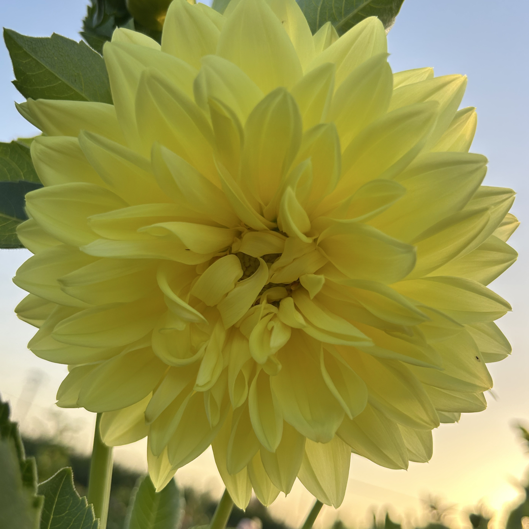 【黄锦】大花型丰花大丽花