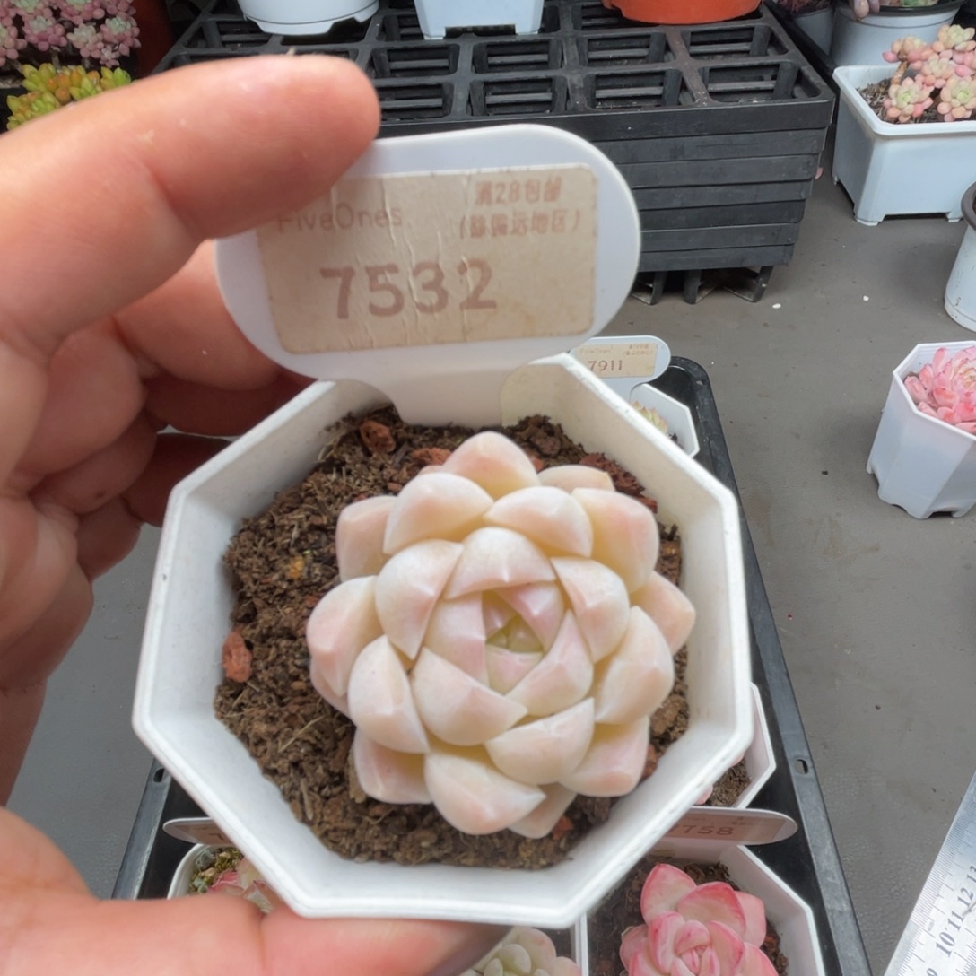 7532白桃汽水 4.0厘米