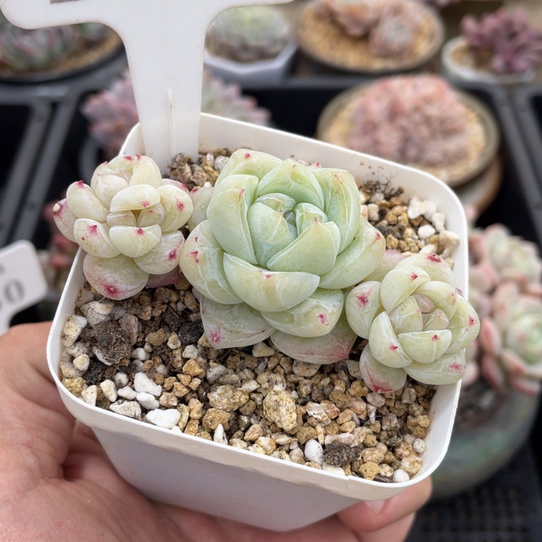 154白泽不带盆8厘米