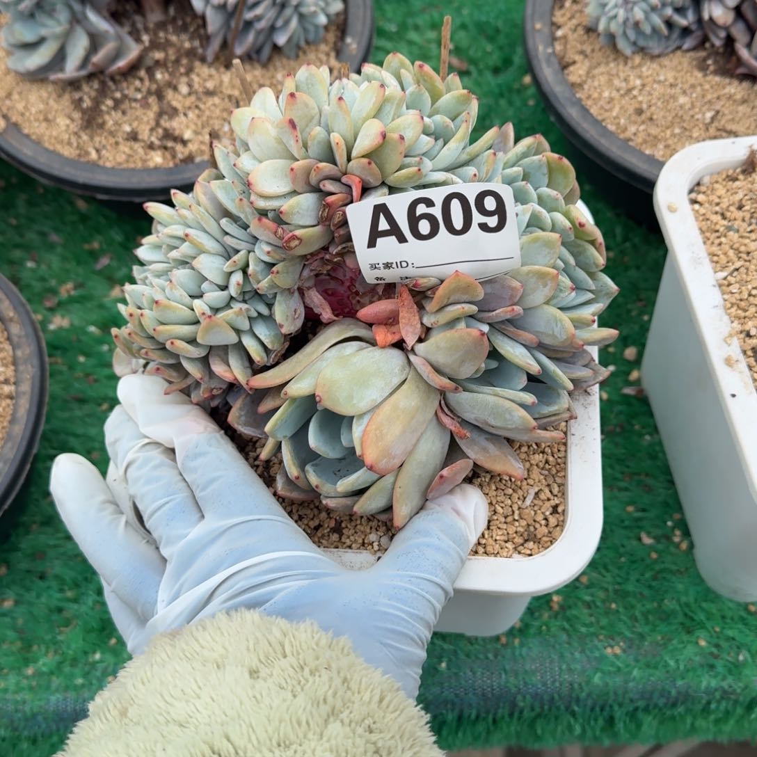 小树缀呀呀来呀呀呀