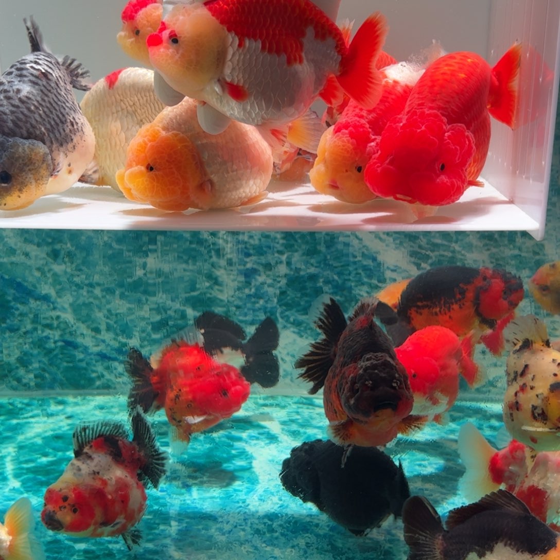 金鱼眼镜红白特色