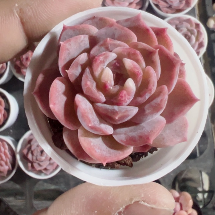 草莓波波精品多肉植物