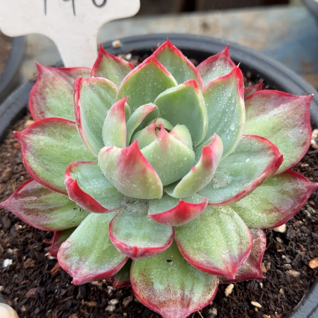 惊鸿一物一拍包装收缩花旱146