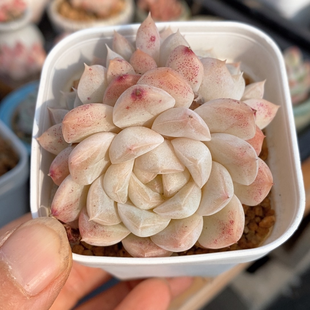 精品多肉一物一拍不包整11