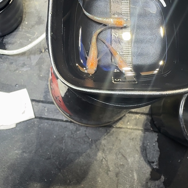 青鳉鱼55号拍品王华