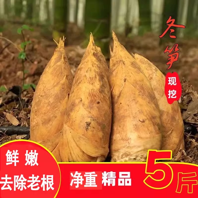 【现挖冬笋】新鲜现货现发福建建瓯黄泥笋高山冬笋毛竹笋