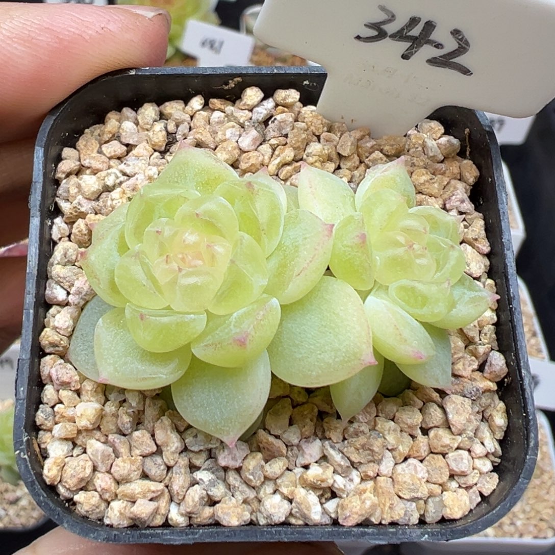 342号财富密码8888