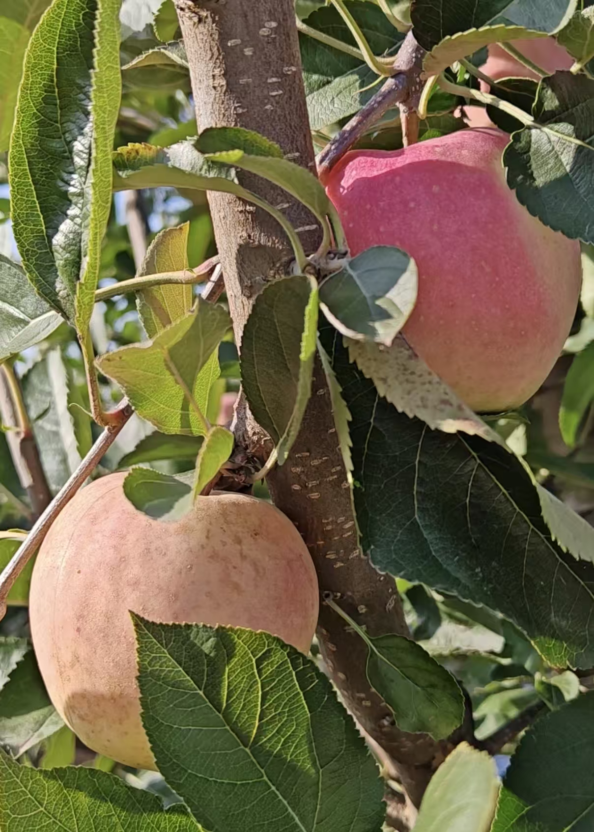 当季苹果王林苹果正宗王林大连王林苹果5斤