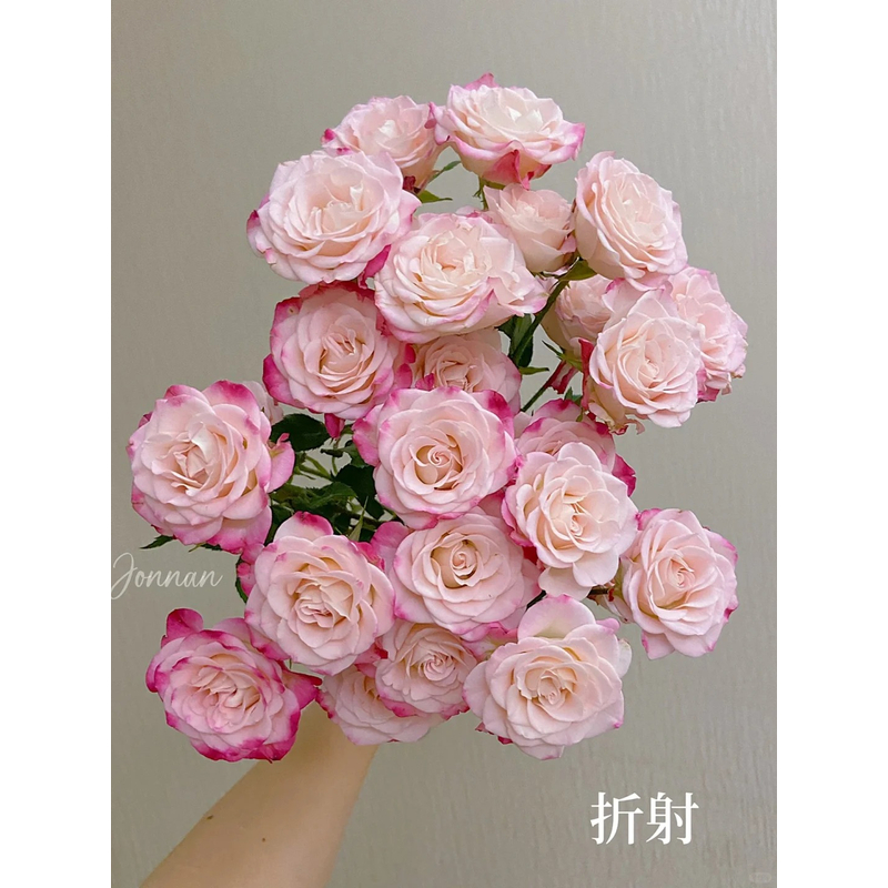 【折射】多头玫瑰 一单包邮 云南鲜花昆明基地现采现发