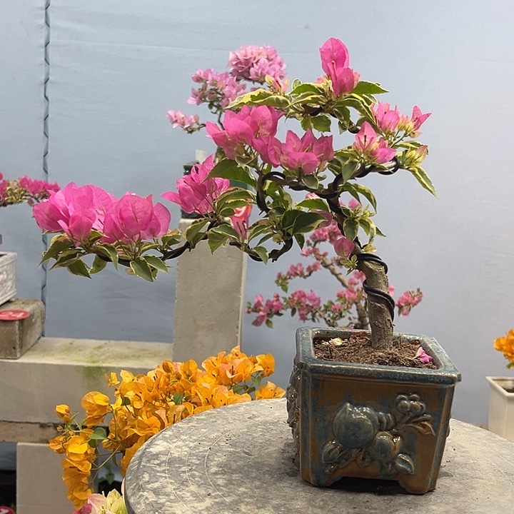 完全开放三角梅一物一拍