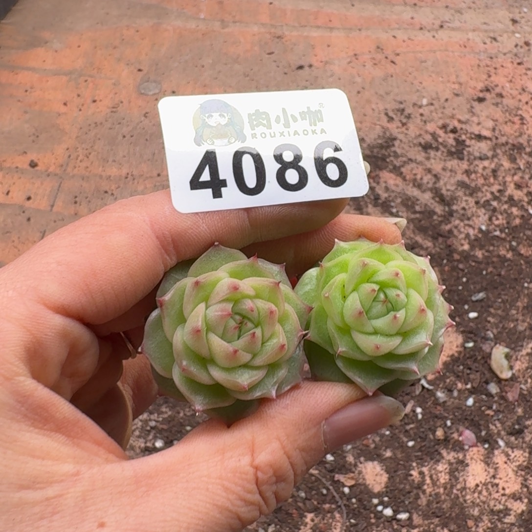 b***o多肉植物多肉植物