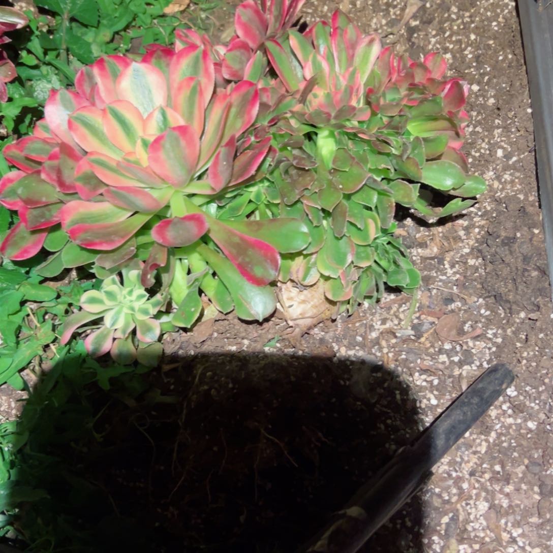 866 号多肉植物法师新年福利
