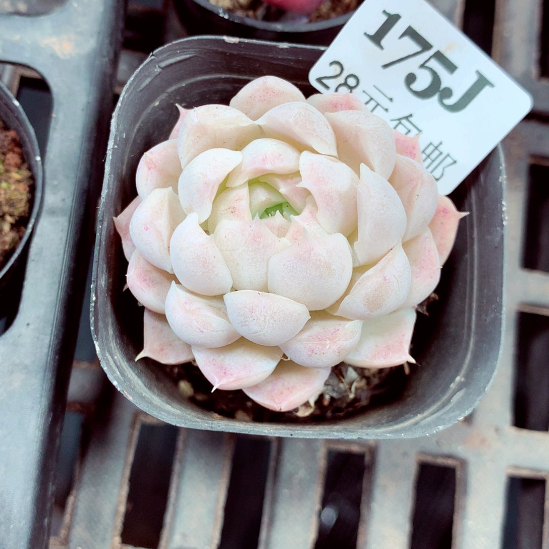 5厘米盆精控多肉175