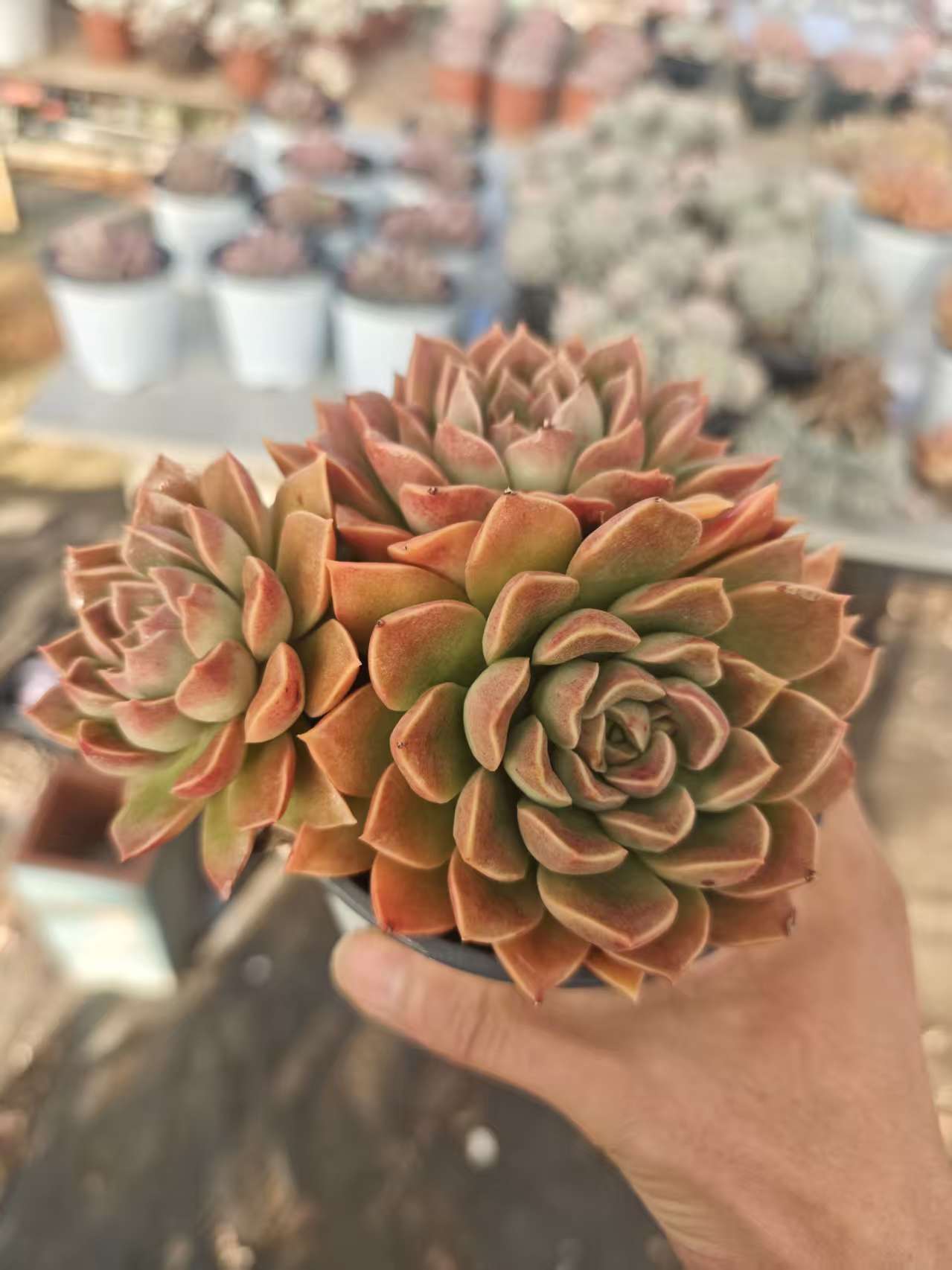 拉比       11多肉