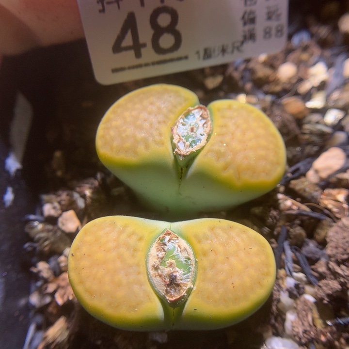 精品生石花116.48