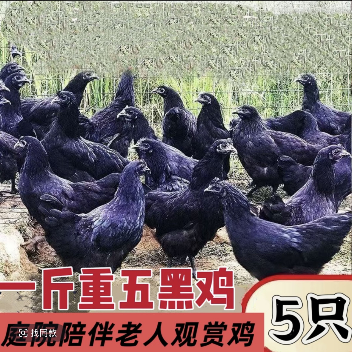 一斤散养正宗五黑鸡家养阉鸡小鸡黑鸡五黑乌骨鸡散养红瑶鸡宠物鸡