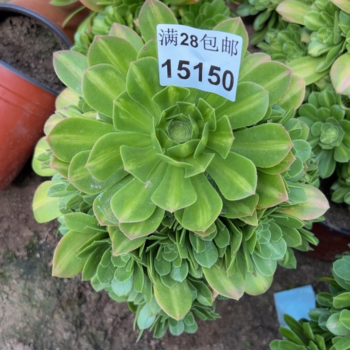 15150琉璃多肉植物