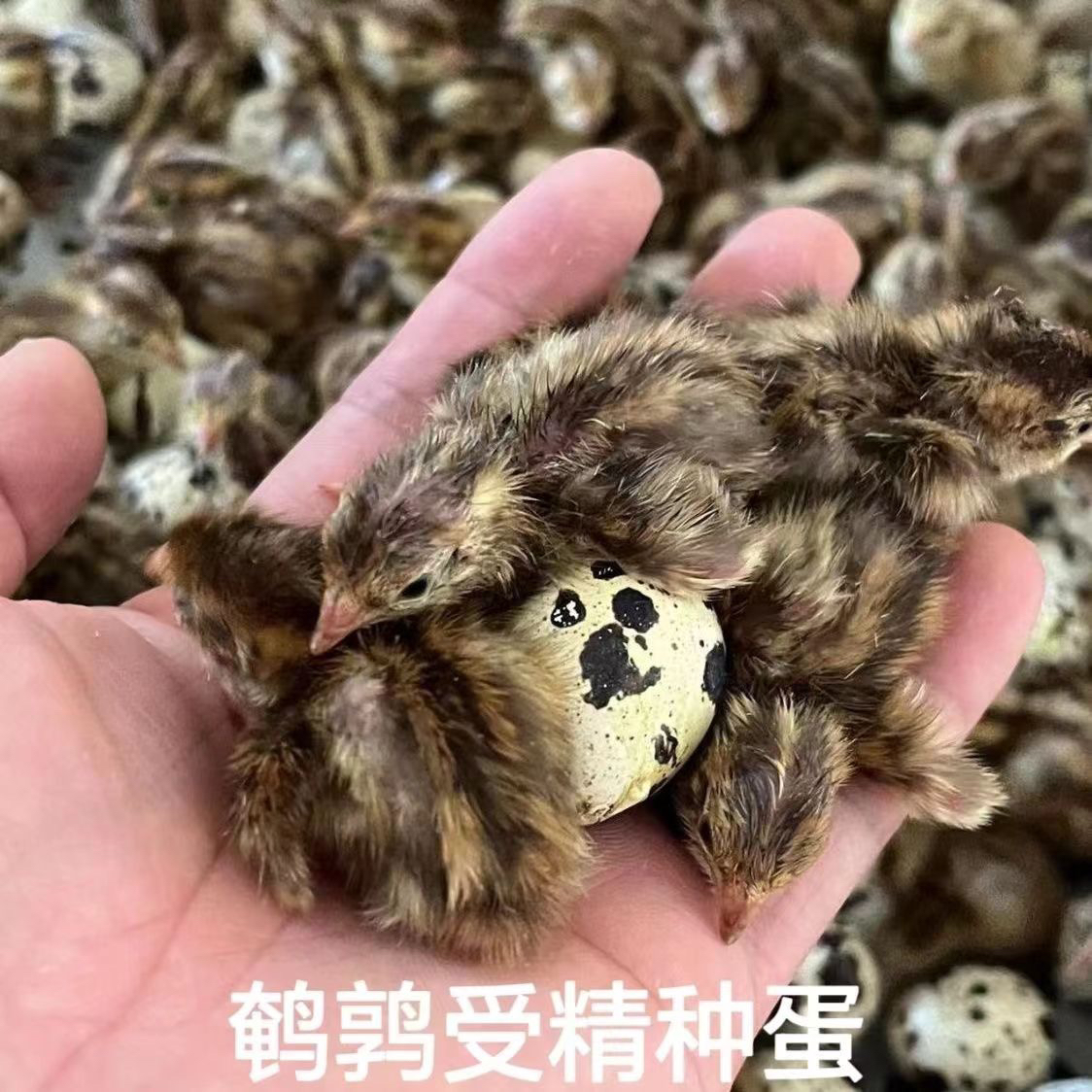 鹌鹑受精种蛋可以孵化出壳黄母黑公10个送5个防止破碎