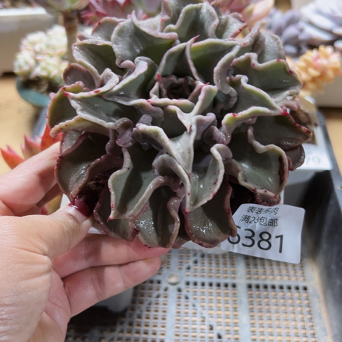 9号我们的确是一6381