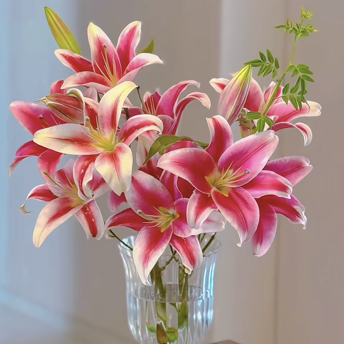 云南木木花卉 洪福 红色大花型单瓣香水百合花家居鲜花插花