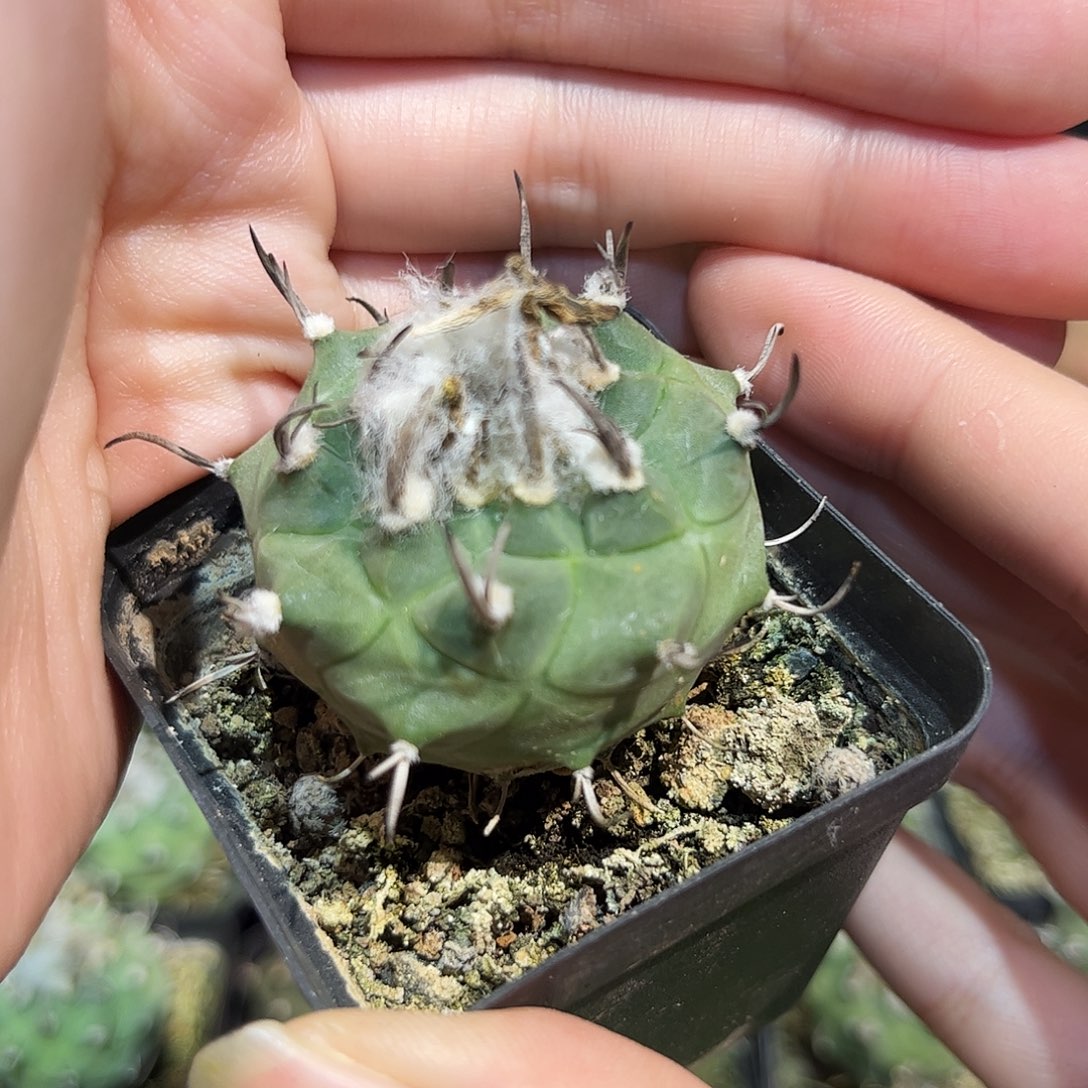 3.5cm实生冬云娇丽带盆