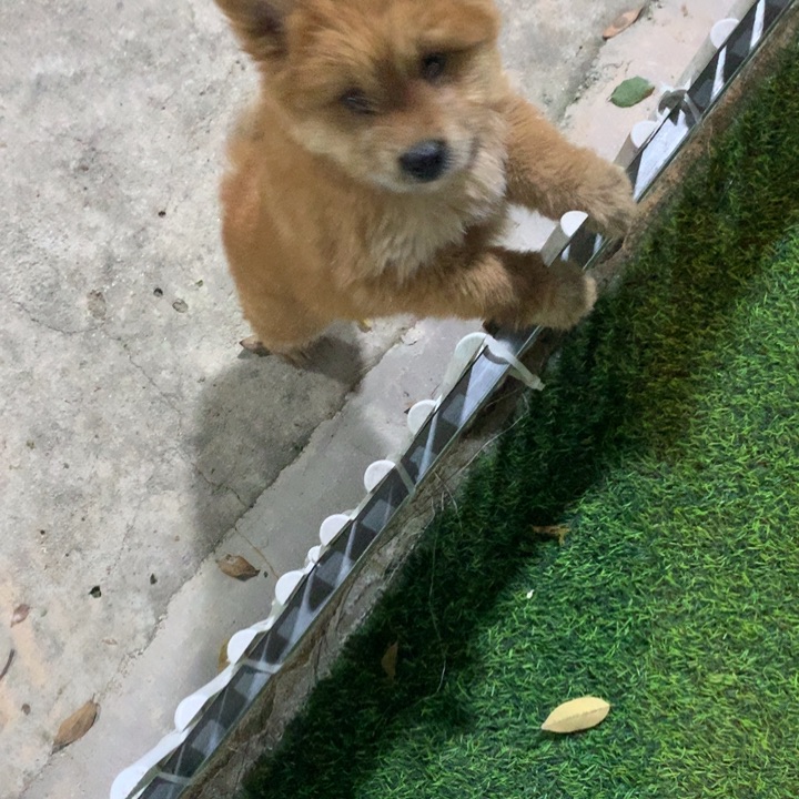 可爱的中华田园犬