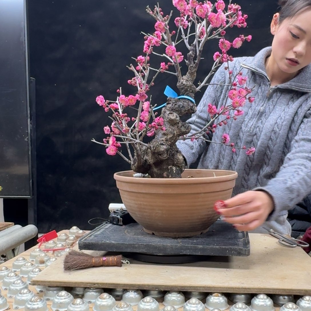 盆景顺丰到付不包邮用****3618