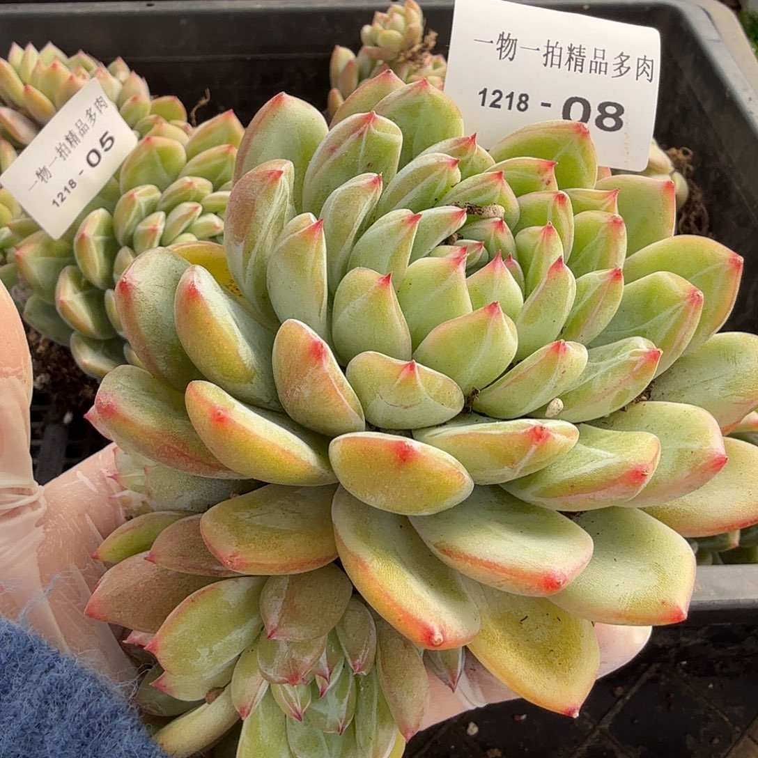 1218-08雪花珍妮多肉