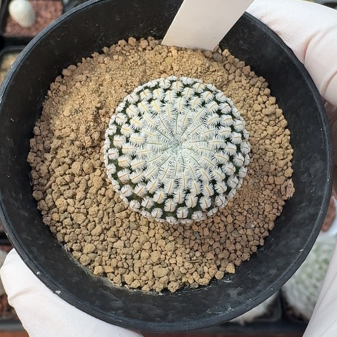 125号白斜子仙人球