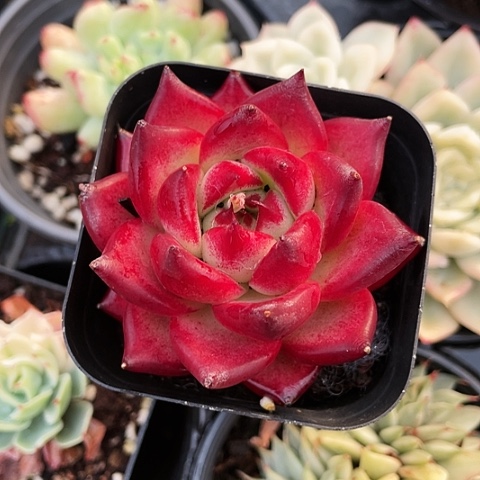 鹤顶红15.8一盆8888888