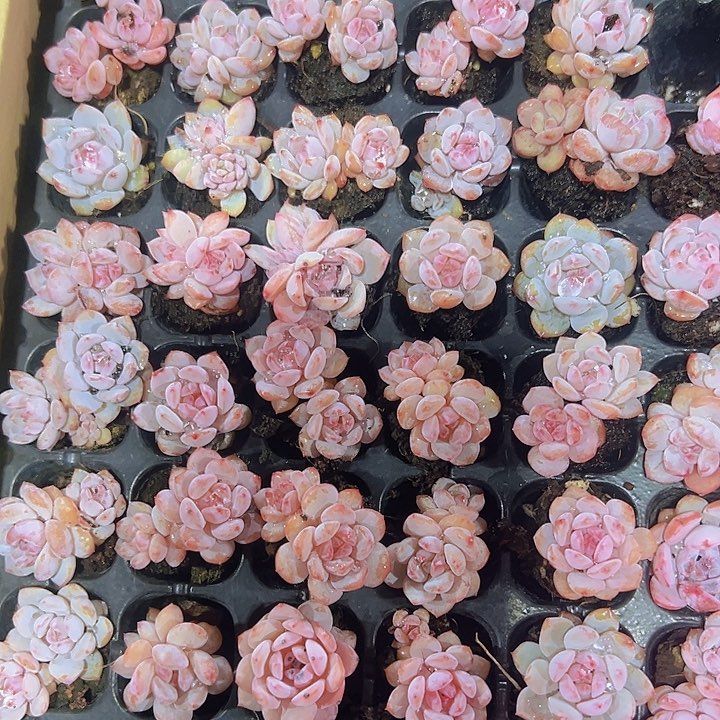 星星橙精品多肉植物