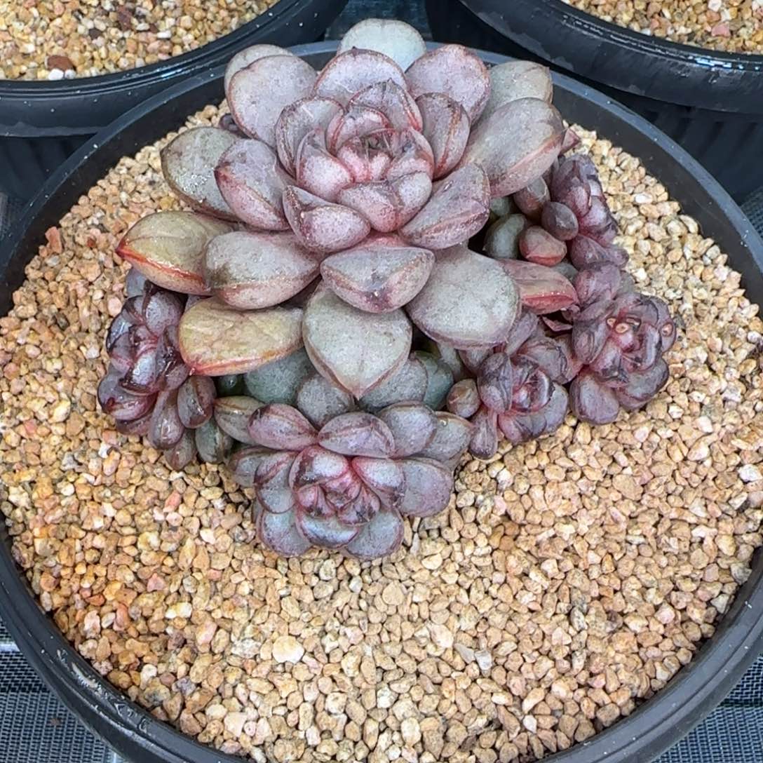 从前慢花园精选葡萄小