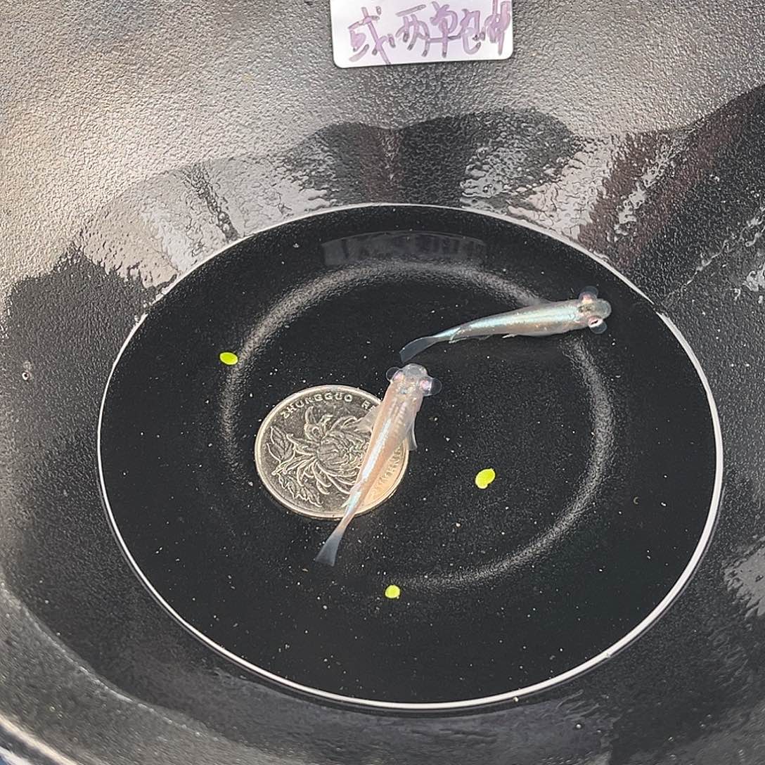 青鳉鱼泡泡眼2条5号