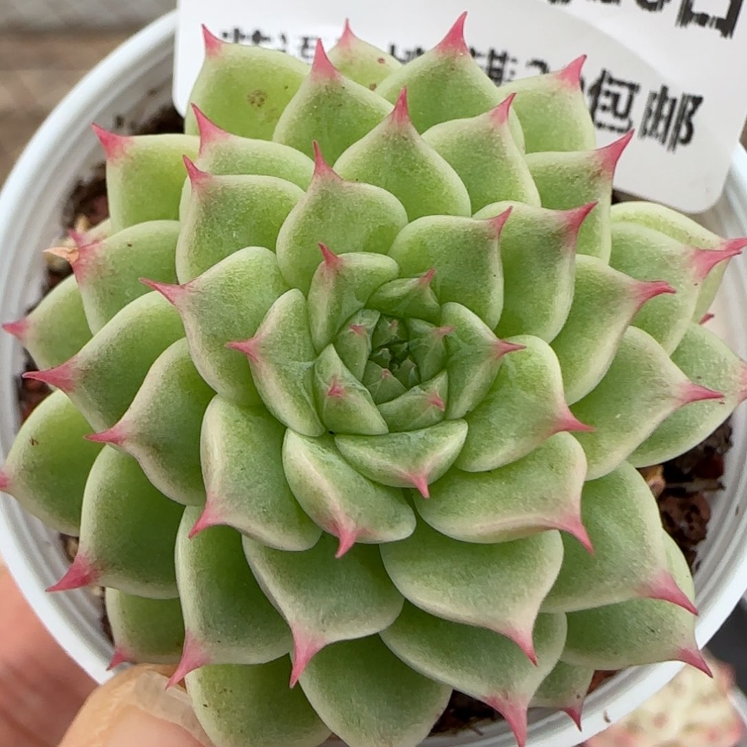 花语逸镜0128-225