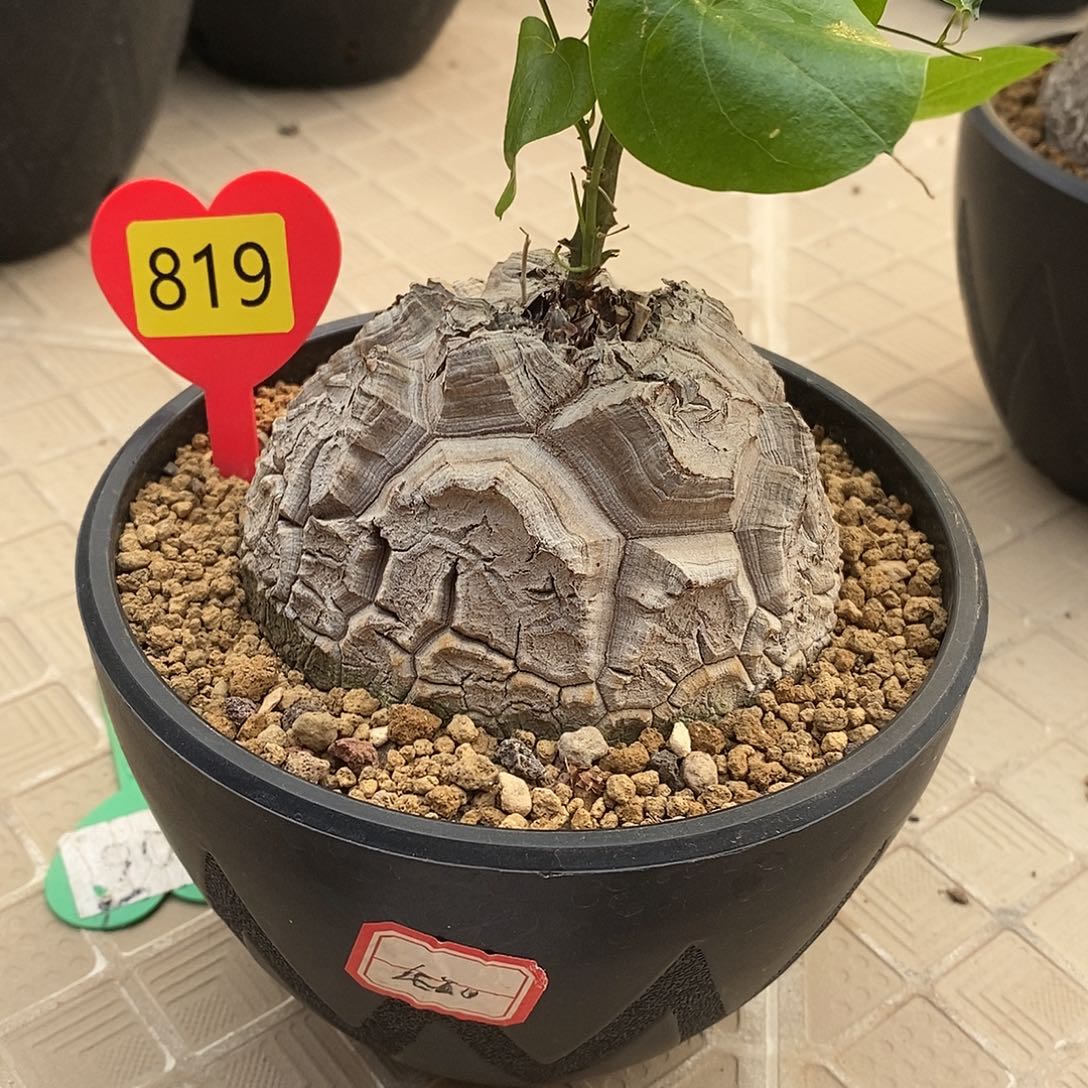 南非龟甲龙龟甲龙