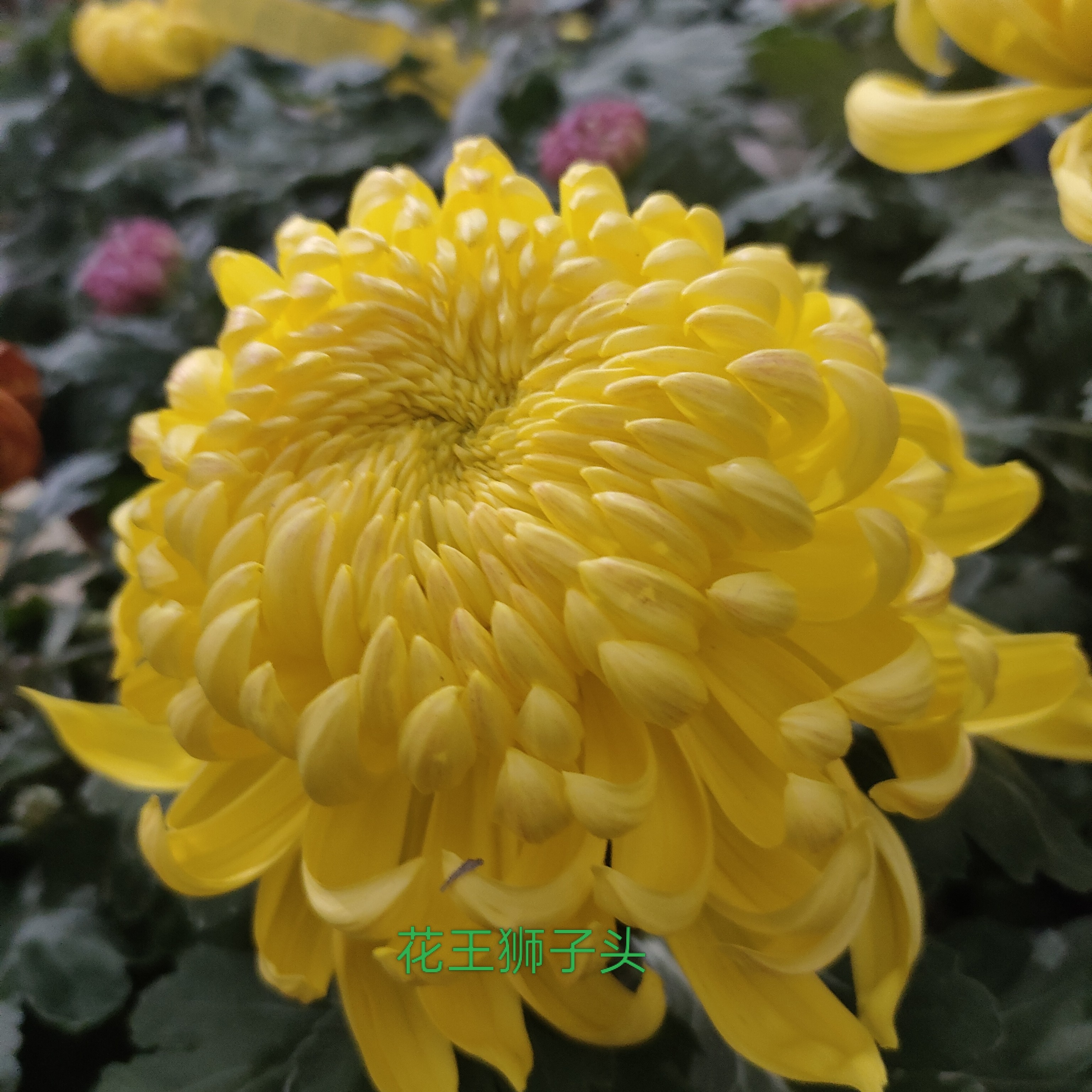 大花头狮子座适合室外庭院阳台的花卉