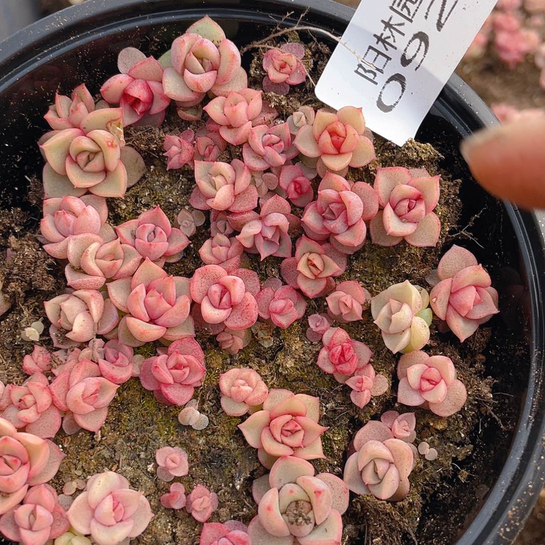 多肉植物多肉植物925