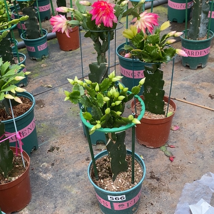大部分花苞少量开放一**兰566嫁接白重