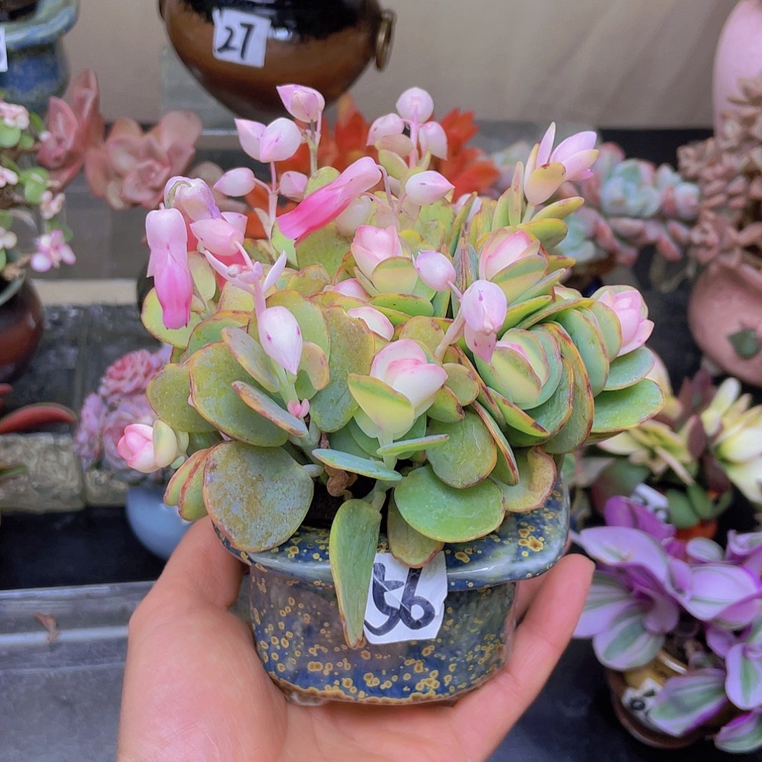 小***珠花钱花钱花钱花钱花钱