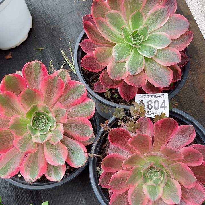 多肉法师淘宝福利