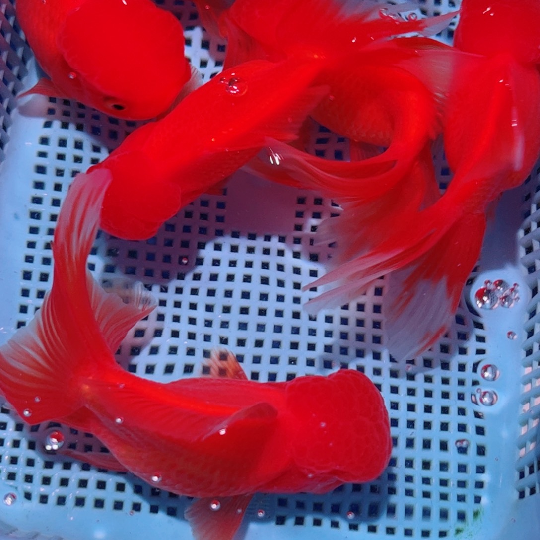 狮头鱼直播间一物一拍