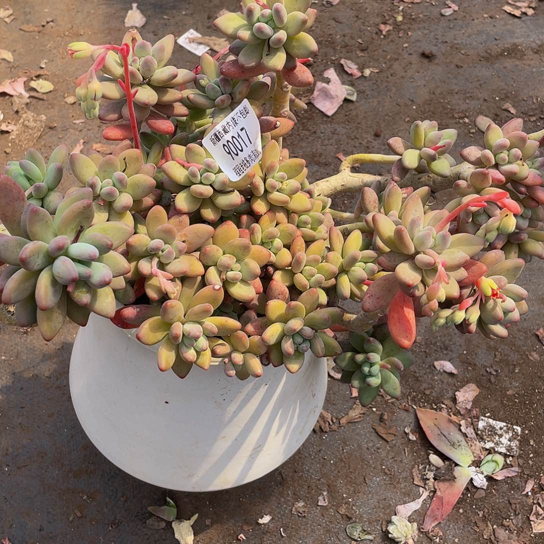 ?*°苹果奶90017多肉