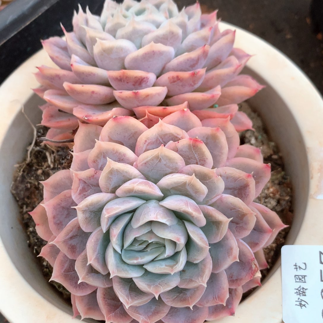 2657杂交多肉植物基地
