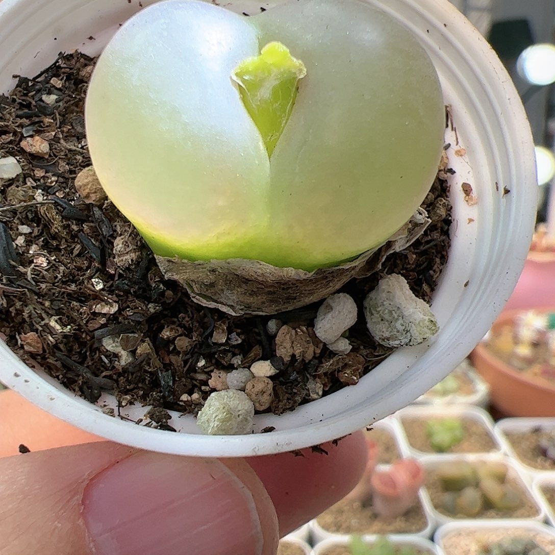 【闪购商品】67 带盆