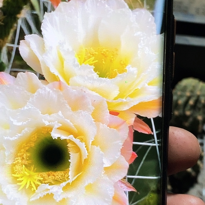 毛 奶油蛋糕/侧芽歪20包邮/ 5公分左右