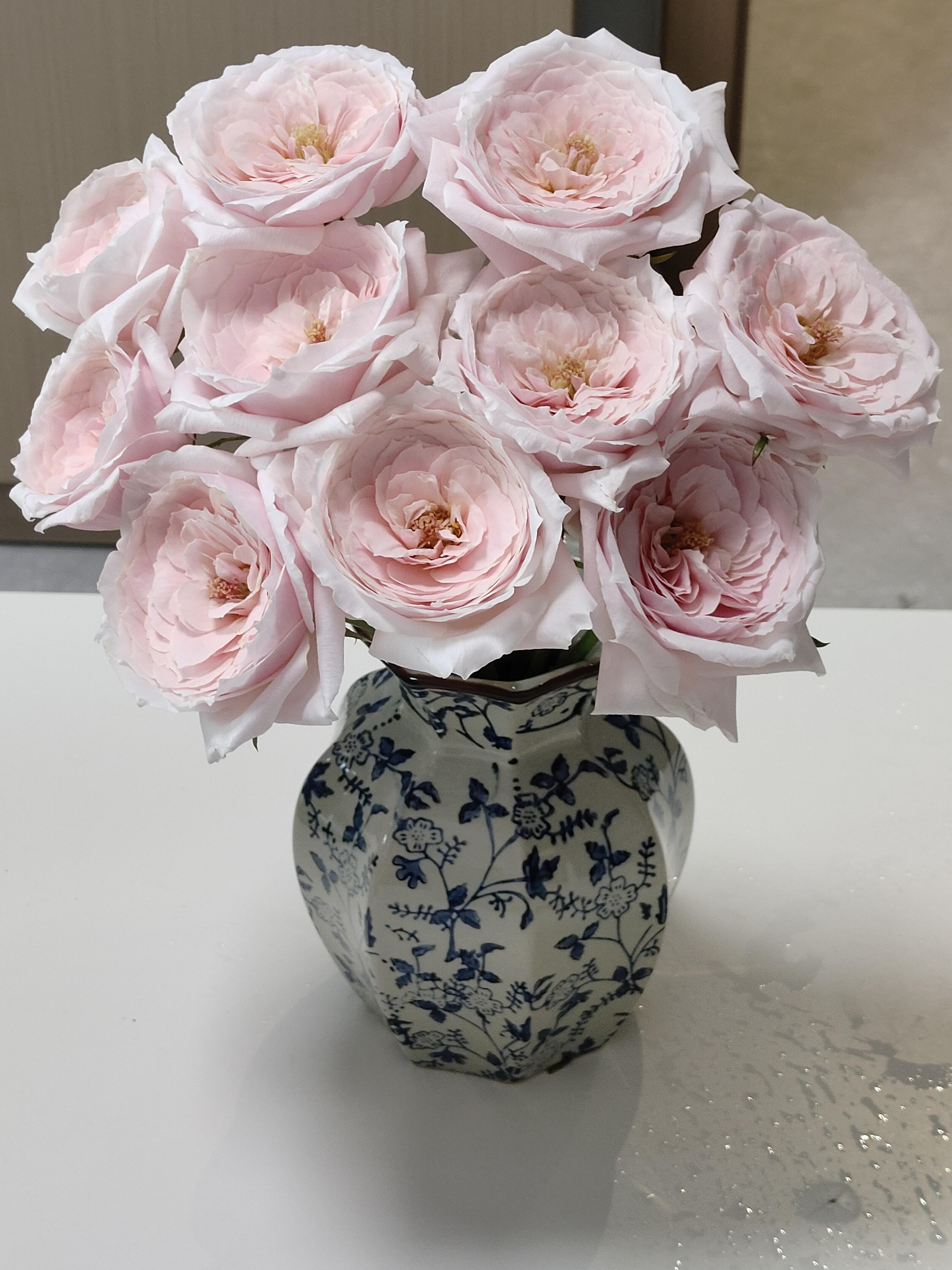 【A级小粉兔】单头玫瑰云南基地直发家用水养鲜花两单顺丰冷链